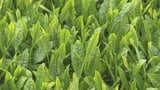 八十八夜を前に　新茶の収穫始まる|TBS NEWS DIG