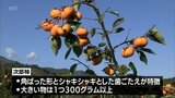 延岡市北方町で特産の次郎柿の収穫が始まる　|　MRTニュース ｜ ＭＲＴ宮崎放送