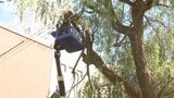 中津川沿いのヤナギの木を伐採 景観重要建造物「茣蓙九(ござく)」の塀、建物の保護で 盛岡市|TBS NEWS DIG