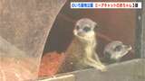 飼育員もメロメロ!?ミーアキャットの赤ちゃんトリオが高知県立のいち動物公園で公開中! | 高知のニュース・天気|KUTV NEWS | KUTVテレビ高知