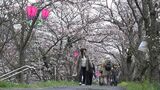 「川の流れと一面に咲く桜が最高」井原市の井原堤でおよそ800本のソメイヨシノがまもなく満開【岡山】　|　岡山・香川のニュース | 天気 | RSK山陽放送