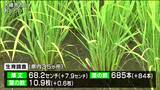 「気温の高い日が続き日照時間も長かった」イネの生育“平年よりやや進んでいる”　宮城　|　宮城のニュース│tbc NEWS│tbc東北放送