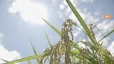 梅雨明け前なのに連日の暑さ コメ農家からは7~8月の天候を心配する声 稲の高温障害が発生して収穫量が減少する恐れも | 名古屋・愛知・岐阜・三重のニュース【CBC news】 | CBC web
