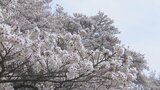桜色に染まるトンネル 200本のソメイヨシノが見頃 眞原桜並木 北杜市・武川町|TBS NEWS DIG