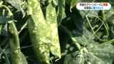 特産のグリーンピースに被害 寒波で雪・ひょうが降る 鹿児島・阿久根市 | 鹿児島のニュース|MBC NEWS|南日本放送