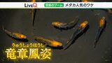 1万8000円の高級魚も! 空前の“メダカブーム”のワケ コロナ禍で売り上げ増(静岡県) | 静岡のニュース | SBSNEWS | 静岡放送