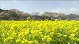 「一面、真っ黄色」“菜の花”見ごろでサクラは花吹雪　宮城・大崎市　|　宮城のニュース│tbc NEWS│tbc東北放送