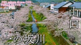 一の坂川の桜 山口県山口市【JNN sakuraドローンDIG】|TBS NEWS DIG