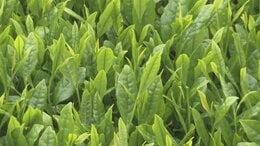 八十八夜を前に　新茶の収穫始まる　|　大分のニュース｜OBS NEWS｜大分放送