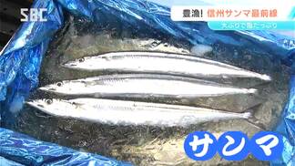「大きくて脂がたっぷり!」秋の味覚サンマ おいしいサンマの見分け方は?プロ直伝のおいしい焼き方とは! | SBC NEWS | 長野のニュース | SBC信越放送