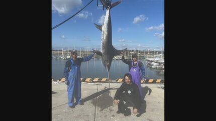 一生に一度かな」3m41cmのカジキを手づかみで捕獲の漁師 釣り具はなく