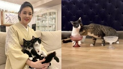 ねこ 】藤あや子さんの保護猫「じゃこ天」くん 先輩猫オレオのご飯を