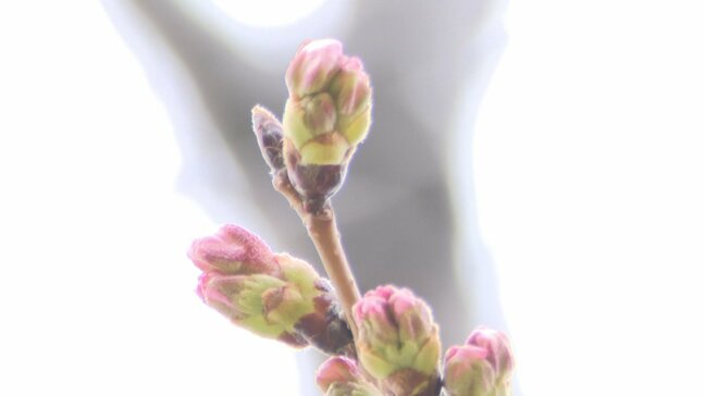 甲府のサクラの開花は? 「早ければ今週末の開花も」米津龍一気象予報士が解説 山梨|TBS NEWS DIG