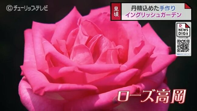 色とりどり！70坪に200株…個人宅で咲き誇るバラ園　秘密のプライベートガーデン　富山・高岡市|TBS NEWS DIG