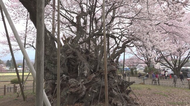 「歴史を感じる素晴らしい桜」樹齢2000年　山高神代桜が満開に　山梨・北杜市 実相寺|TBS NEWS DIG