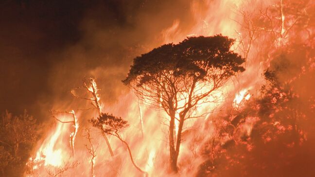 大規模な山林火災で焼損 来年度から復旧事業 山口県が計画策定|TBS NEWS DIG