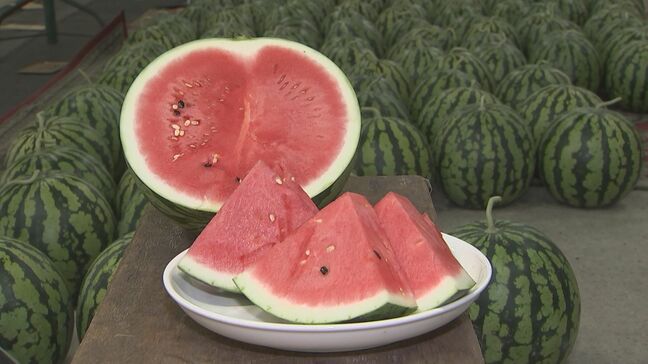 「おいしく仕上がってます」　広島県内一のスイカの産地で出荷が本格化　尾道市因島|TBS NEWS DIG