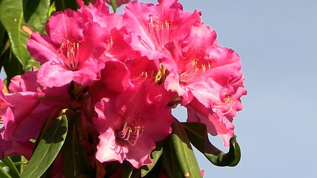 ピンク・赤・白 蒜山高原で早咲き品種の “しゃくなげ” が見ごろ 約100種類 1万5,000本【岡山・真庭市】|TBS NEWS DIG