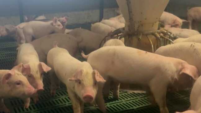 「エアコンの前にいるような」涼しい豚舎には理由がある ”汗をかけない” 豚ならではの暑さ対策　受胎率減少で販売価格が上昇|TBS NEWS DIG