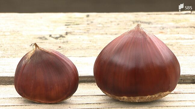 「暑さには勝てない…」猛暑で“秋の味覚”に異変 実が入らず収穫6割減の見込み 栗農家が悲鳴=静岡・掛川市|TBS NEWS DIG