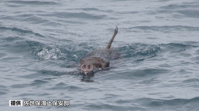 海を泳ぐイノシシ発見　尻尾ふりふり　専門家「10キロ泳げる可能性」　農作物の被害1億5千万超|TBS NEWS DIG