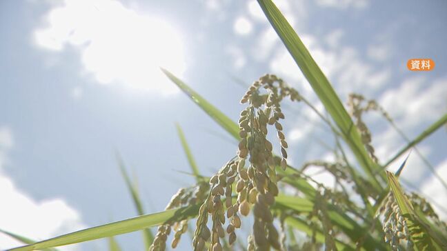 梅雨明け前なのに連日の暑さ コメ農家からは7~8月の天候を心配する声 稲の高温障害が発生して収穫量が減少する恐れも|TBS NEWS DIG