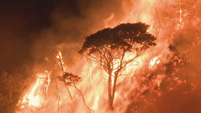 大規模な山林火災で焼損　来年度から復旧事業　山口県が計画策定|TBS NEWS DIG