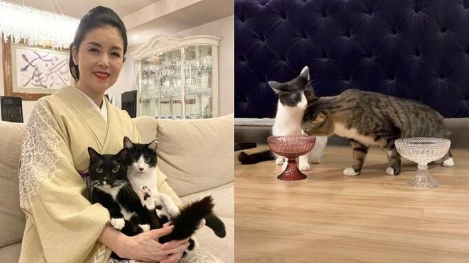 【 ねこ 】藤あや子さんの保護猫「じゃこ天」くん　先輩猫オレオのご飯を横取り「じゃこが大物すぎた…」|TBS NEWS DIG