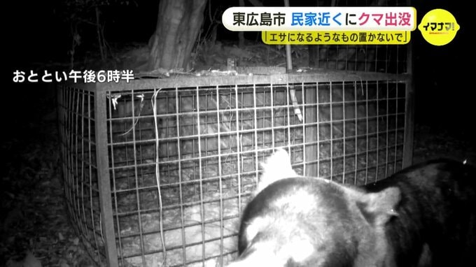 民家そばの山林に体長約1mのツキノワグマ「生ごみや柿の実はとって」熊出没に住民も注意呼びかけ　広島　|　RCC NEWS | 広島ニュース | RCC中国放送