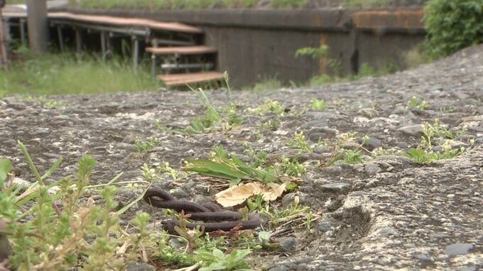 神奈川・川崎市の路上で50代女性が死亡　近くの横断歩道に自転車が…死亡ひき逃げ事件として捜査　神奈川県警|TBS NEWS DIG