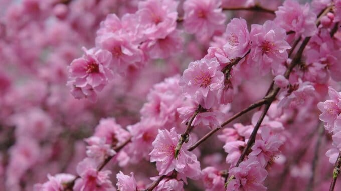 山里で100本のハナモモが満開　一帯をピンク色に染め上げる　山梨・大月市|TBS NEWS DIG