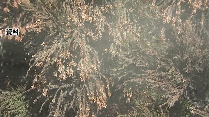「花粉飛散傾向」が発表　2月下旬～飛び始め、3月上旬には『本格飛来』を迎える予想　花粉の量は2023年に比べ8割超の増加　青森県　|　青森のニュース│ATV NEWS│青森テレビ
