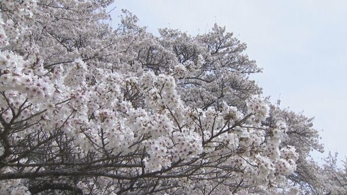 桜色に染まるトンネル　200本のソメイヨシノが見頃　眞原桜並木　北杜市・武川町|TBS NEWS DIG