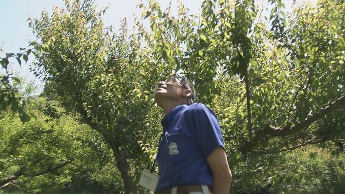 「過去10年で最も多いレベル」　果樹カメムシ活動開始　越冬は平年の3倍近く　山口県が注意報発令|TBS NEWS DIG