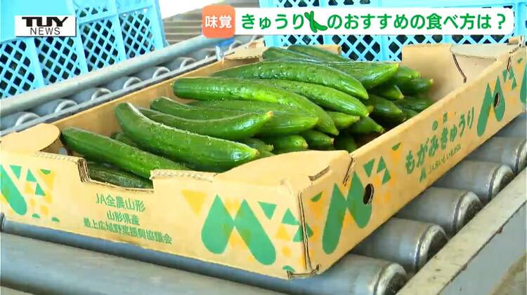 きゅうりさん専用 夏といえば「きゅうり」！生産者おすすめの食べ方＆おいしいきゅうりの