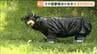 目撃数800件超で「出没注意報」も…市街地でのクマ駆除「緊急銃猟」訓練に密着　宮城・名取市　|　宮城のニュース│tbc NEWS│tbc東北放送