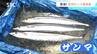 「大きくて脂がたっぷり！」秋の味覚サンマ　おいしいサンマの見分け方は？プロ直伝のおいしい焼き方とは！　|　SBC NEWS | 長野のニュース | SBC信越放送