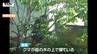 「クマが木の上で寝ている」…旅館の中庭に出没 その後木から降りて山へ　|　山形のニュース│TUYテレビユー山形