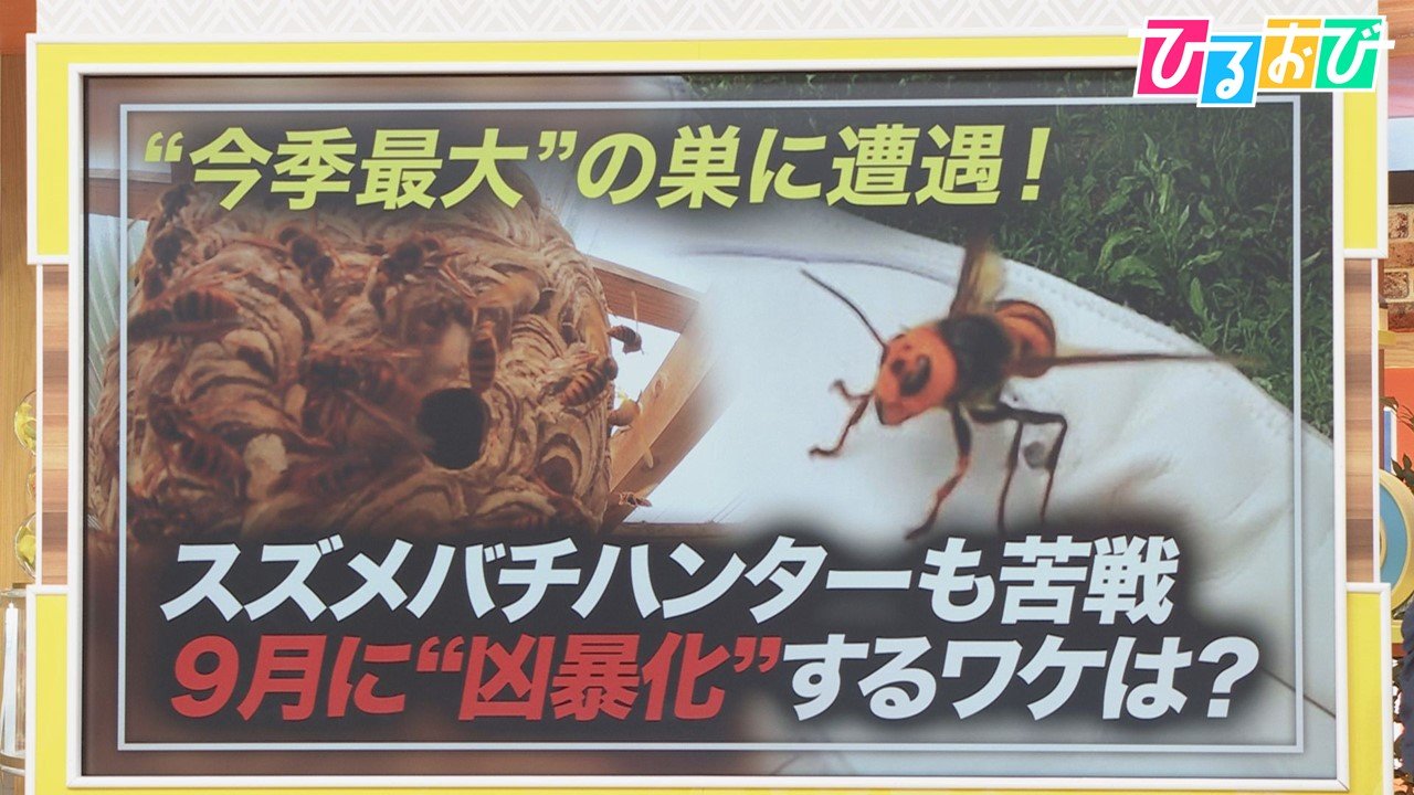 黒を攻撃 手で払っちゃダメ 9月に 凶暴化 するスズメバチの対処法を研究者に聞く ひるおび Tbs News Dig