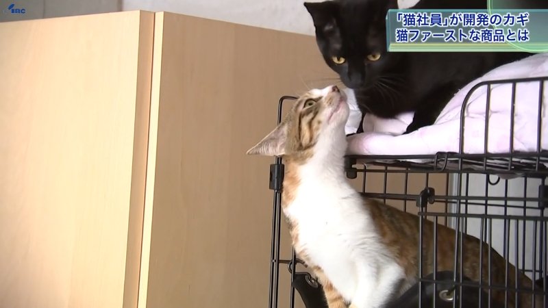 岩泉猫商品確認ページ 大船渡山林火災から1年】焼けた木をネコグッズに活用 岩手県内唯一の