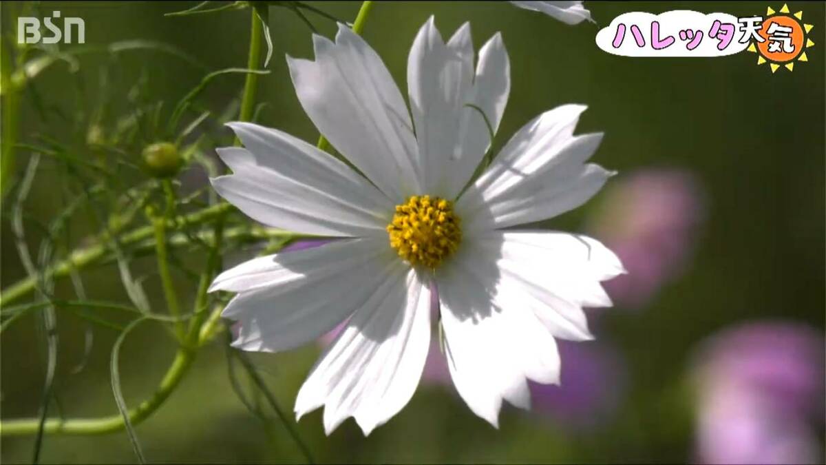 海と一体に…」日本海と佐渡を望む5000本の咲き誇るコスモス畑 新潟