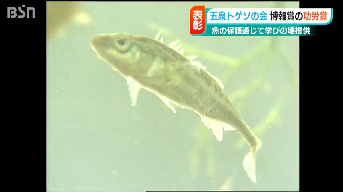 絶滅危惧種の小さな淡水魚「トゲソ」を守る大切さを子どもたちに23年