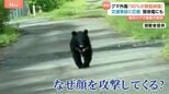 クマによる外傷“顔面損傷が約9割”致命傷も… 救命に聞く命守る“防御姿勢”とは?|TBS NEWS DIG