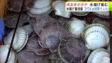 津軽海峡の荒波で育った特産品『地まきホタテ』の水揚げ進む　成育順調で約80トンの水揚げ期待　大きくしっかりとした貝柱が特徴「順調に水揚げが進んでもらうことを願うだけです」青森県東通村|TBS NEWS DIG