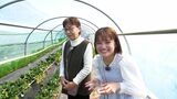 成長にはビニールハウスの温度管理が重要「久能の石垣いちご」【くるちゃんさんぽ】　|　静岡のニュース | SBSNEWS | 静岡放送