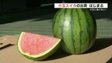 「糖度は12度以上」人気の小玉スイカ　出荷はじまる　熊本|TBS NEWS DIG