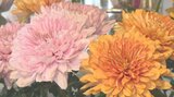 菊のイメージ脱却へ 「洋菊」の需要20倍に 葬式ではなく花束や装飾に使用…出荷依頼殺到のわけ | 大分のニュース|OBS NEWS|大分放送