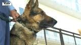 22頭が“犬のおまわりさん”目指す 嘱託警察犬審査会|TBS NEWS DIG