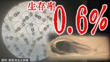 生存率0.6% 水族館の挑戦「クロマグロ」を受精卵から完全養殖目指す 約30万個の受精卵→1か月後にはたった30匹に… 共食い・衝突死…“超デリケート”な稚魚の飼育に苦戦 | 青森のニュース│ATV NEWS│青森テレビ