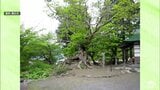 黒石市の「石割カエデ」が県の天然記念物から指定解除 去年3月に倒壊 樹木医「萌芽は確認できず枯死した」 青森県 | 青森のニュース│ATV NEWS│青森テレビ